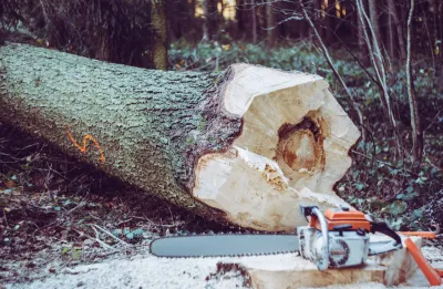 Entreprise experte en abattage d’arbre dangereux dans le Gard