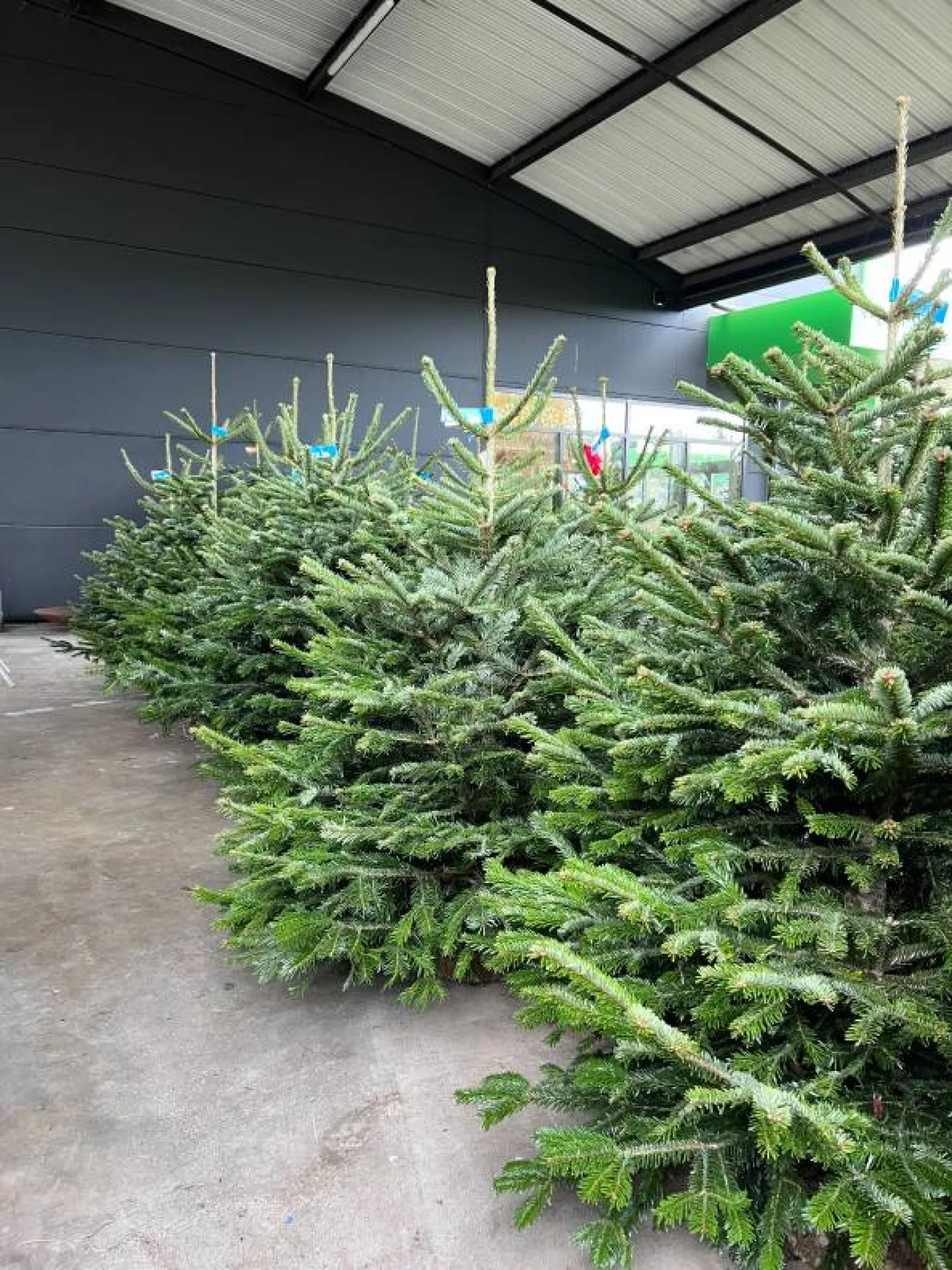 SAPIN DE NOEL (Décembre 2024)