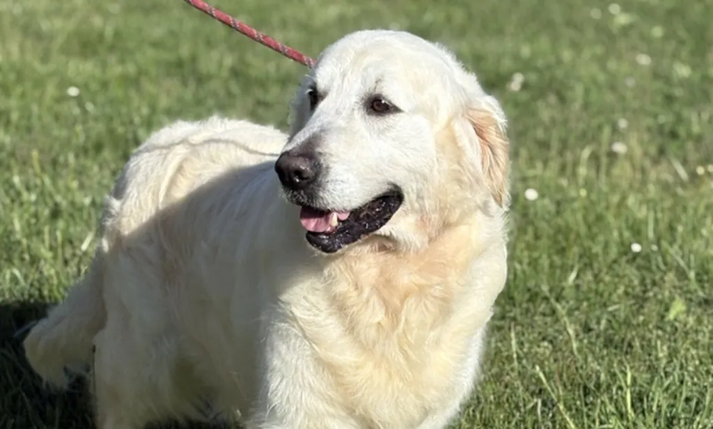 Plouf, Golden Retriever, cherche sa famille pour une belle retraite