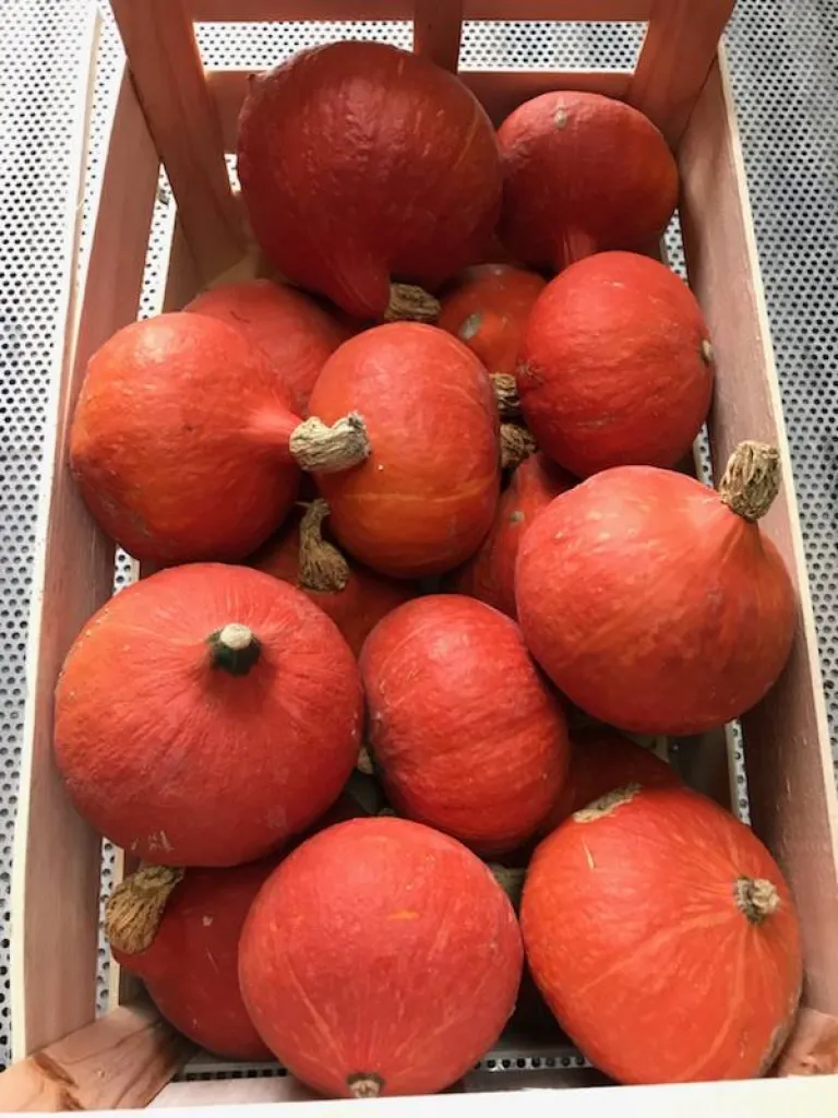 Potimarron de Provence proche d'Aix-en-Provence