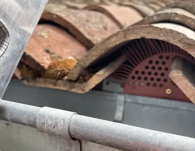 Dépigeonnage à Jassans-Riottier près de Villefranche sur Saône : des propriétaires exaspérés luttent ensembles dans une copropriété