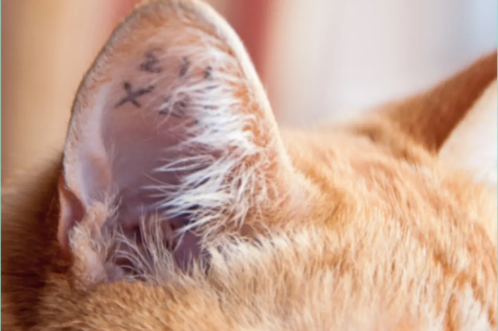 QUELS SONT LES AVANTAGES ET LES INCONVENIENTS DU TATOUAGE | CONSEILS DU CABINET LES PATTOUNES A TOULON