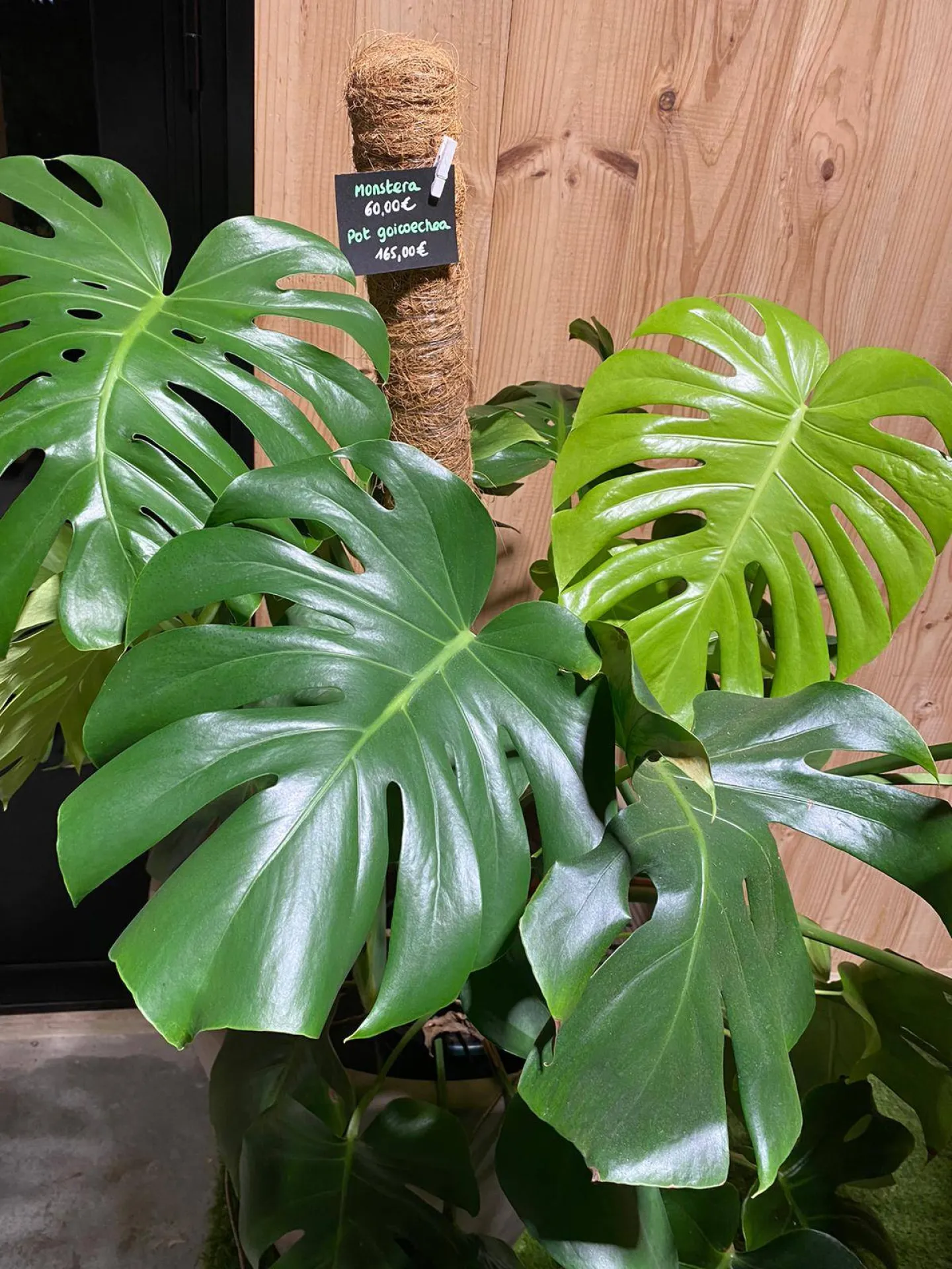 VÉGÉTAUX D'INTÉRIEUR