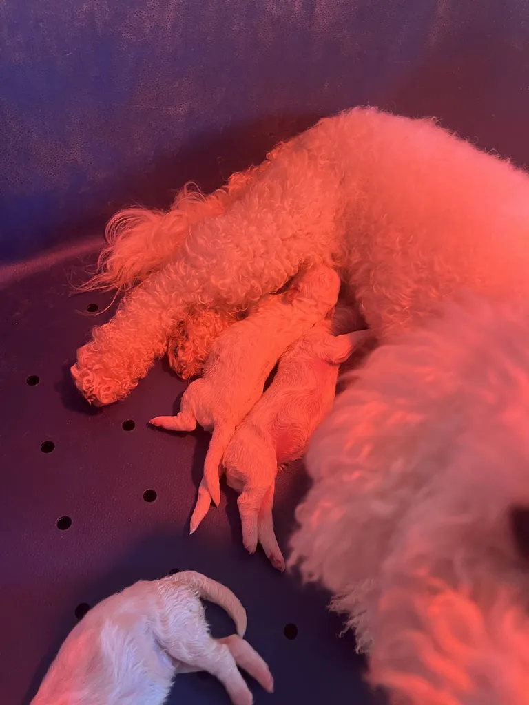 CHIOTS BICHON FRISE INSCRITS AU LOF MALES ET FEMELLES VAUCLUSE PACA