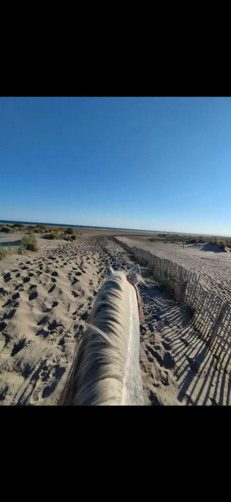 Balade à cheval de 1h30 à 2h en bord de mer en Camargue