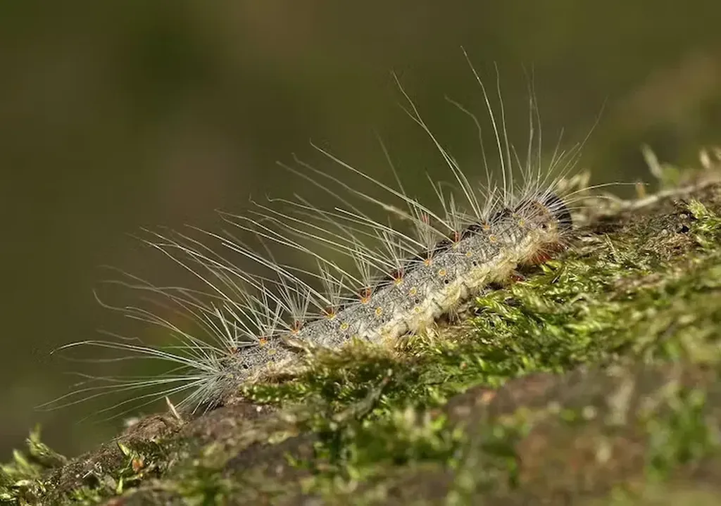 Protégez vos pins et sécurisez vos espaces verts. La prolifération des chenilles processionnaires affaiblit vos arbres et rend vos jardins dangereux dès le début du printemps. Nos techniciens certifiés déploient des solutions ciblées et respectueuses de l