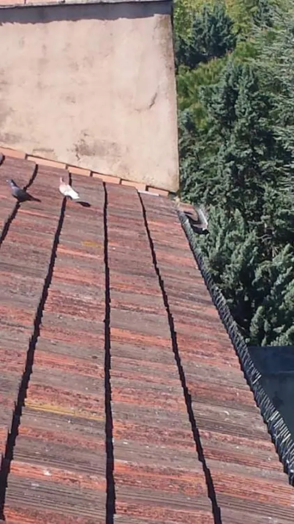 anti pigeon pics alleins 13980