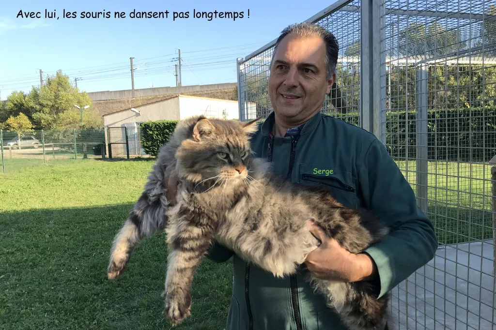 Vente de Maine Coon au LOOF à Avignon