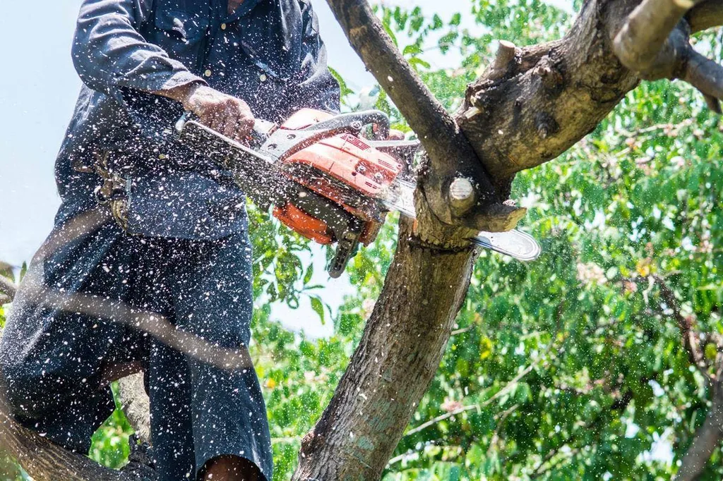 faire abattre un arbre dans le Médoc par une entreprise spécialisée
