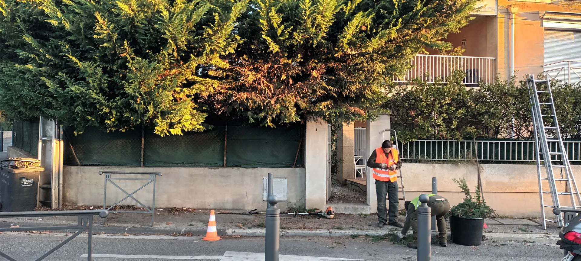 Taille haie de cyprès dans le 12ème à Marseille. 