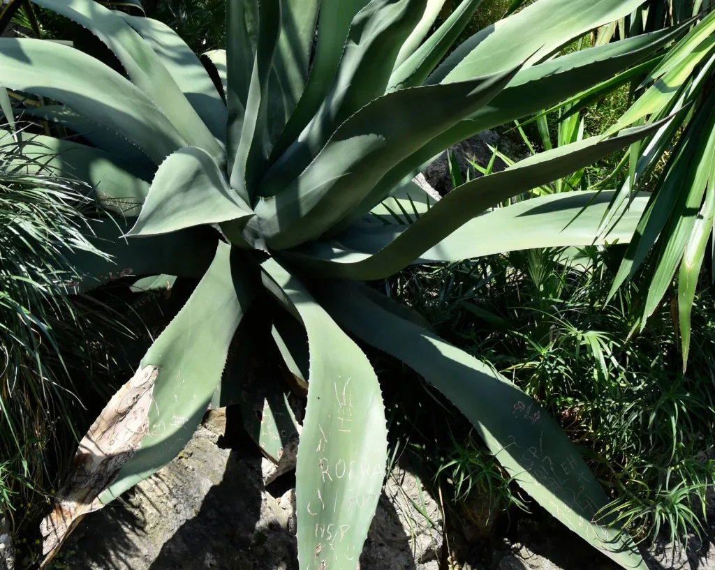 Paysagiste pour Aménagement de jardin sans entretien à Nîmes dans le Gard