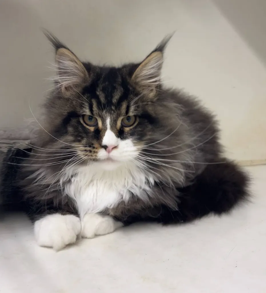 MAINE COON MALE