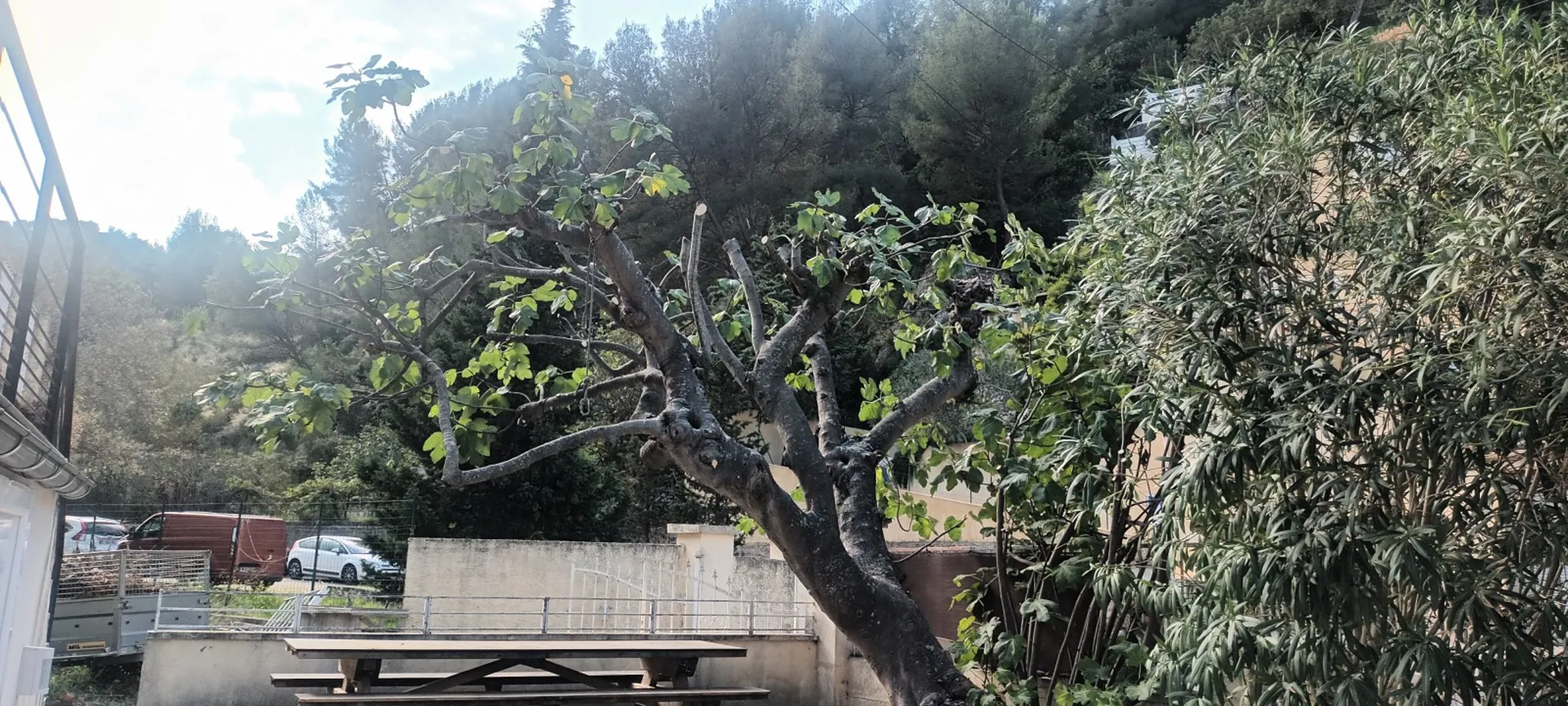 Élagage d un figuier à Marseille proche d'Aubagne