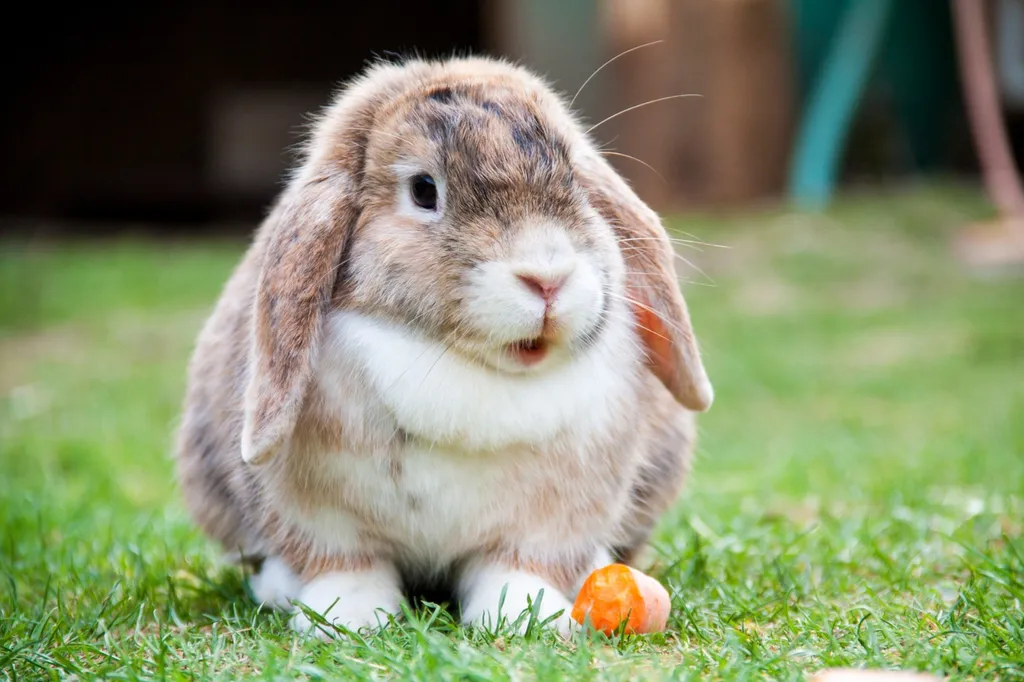 Valérie Guillet accompagne les problématiques comportementales du lapin à Rouen, grâce à la constellation animale intuitive.
