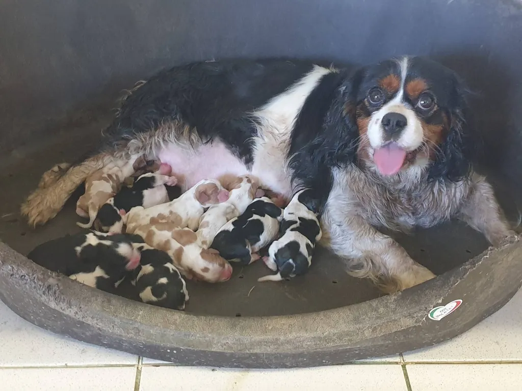 Achat de chien et Chiot Cavalier King Charles LOF mâle ou femelle Avignon Vaucluse 84 Paca