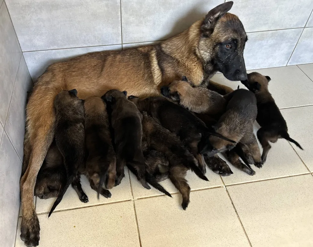 VENTE chiots Mâles ou femelles BERGER BELGE MALINOIS Avignon Vaucluse PACA