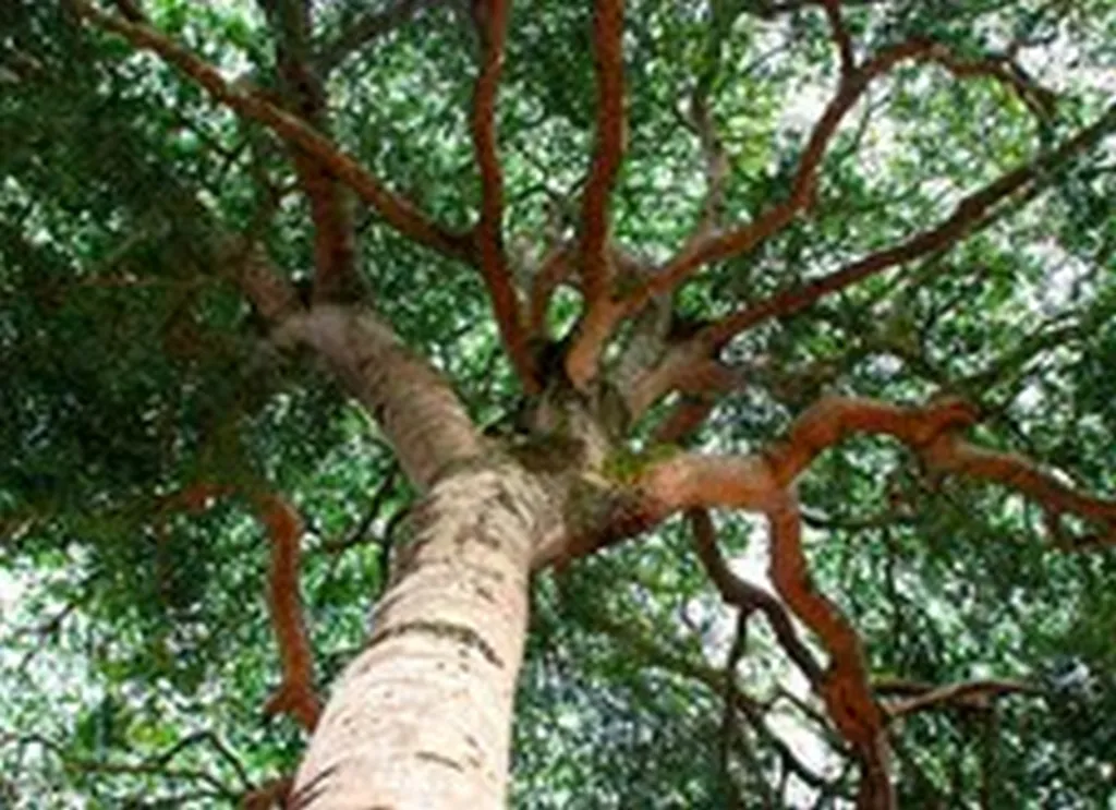 Pose de terrasses et tour de Piscines en MACARANDUBA dans les Bouches du Rhone