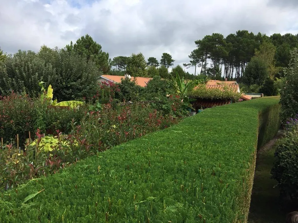 Comment rendre vos haies impeccables tout en préservant la nature à Mimizan dans les Landes