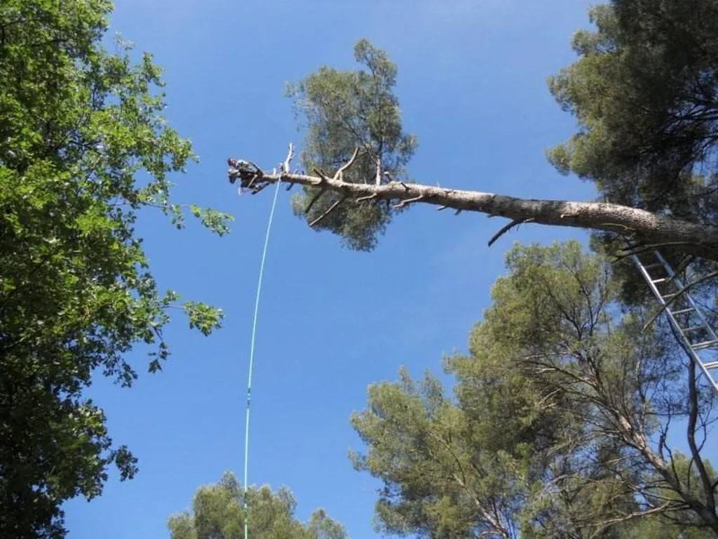 Abattage d'un Pin d'Alep Aix en Provence