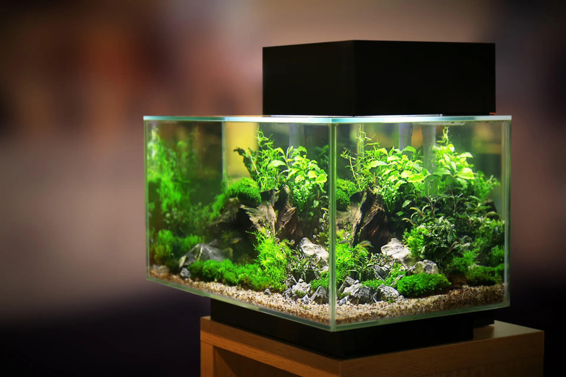 Conception d'aquarium en verre extra-clair avec châssis acier pour eau de mer à Lyon dans le Rhône
