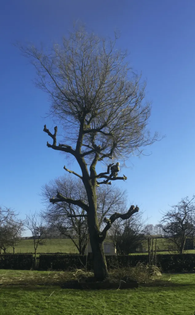 Élagage pour arbres sensibles