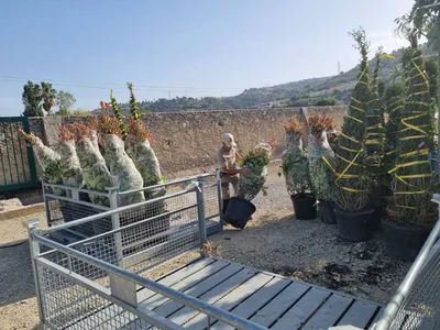 Déchargement des végétaux à Nice