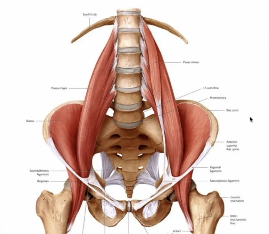 pourquoi étirer le muscle psoas 