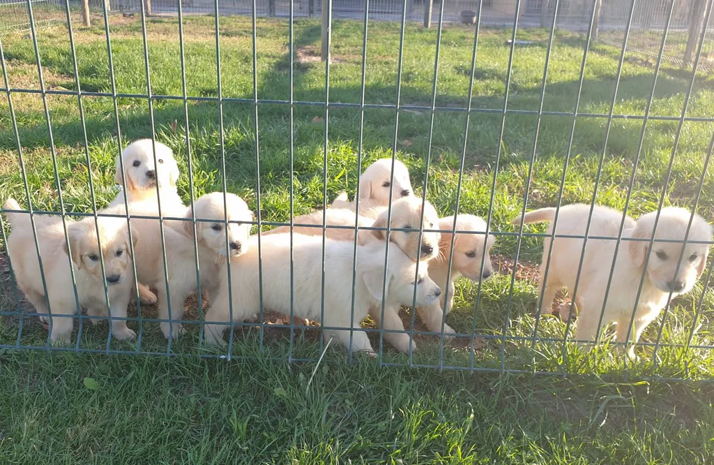 Acheter un chiot de race GOLDEN RETRIEVER chez un professionnel de l'élevage dans le Vaucluse.