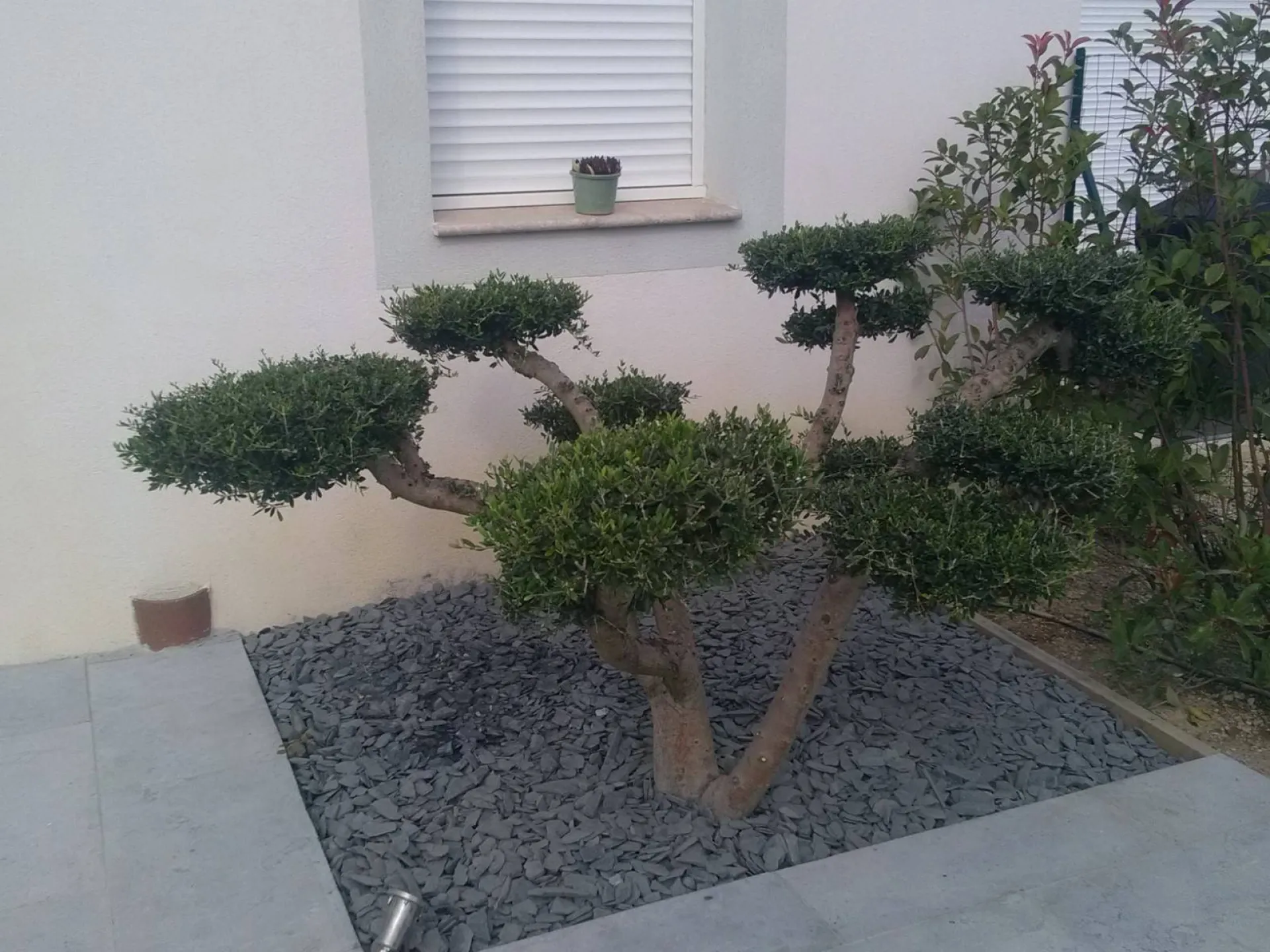 Oliviers nuage région Marseille