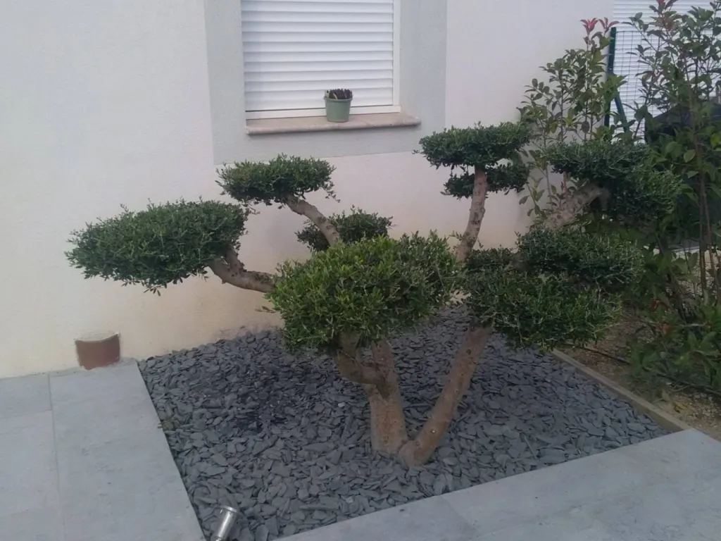 Oliviers nuage région Marseille