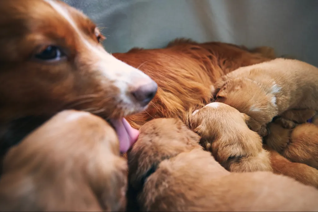 Valérie Guillet accompagne les difficultés maternelles animales et le refus d’allaitement à Paris, grâce à la constellation animale intuitive.