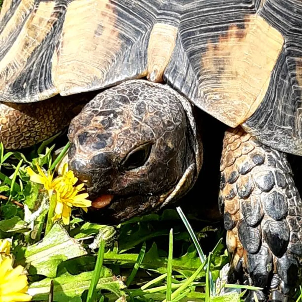 alimentation tortue hermann