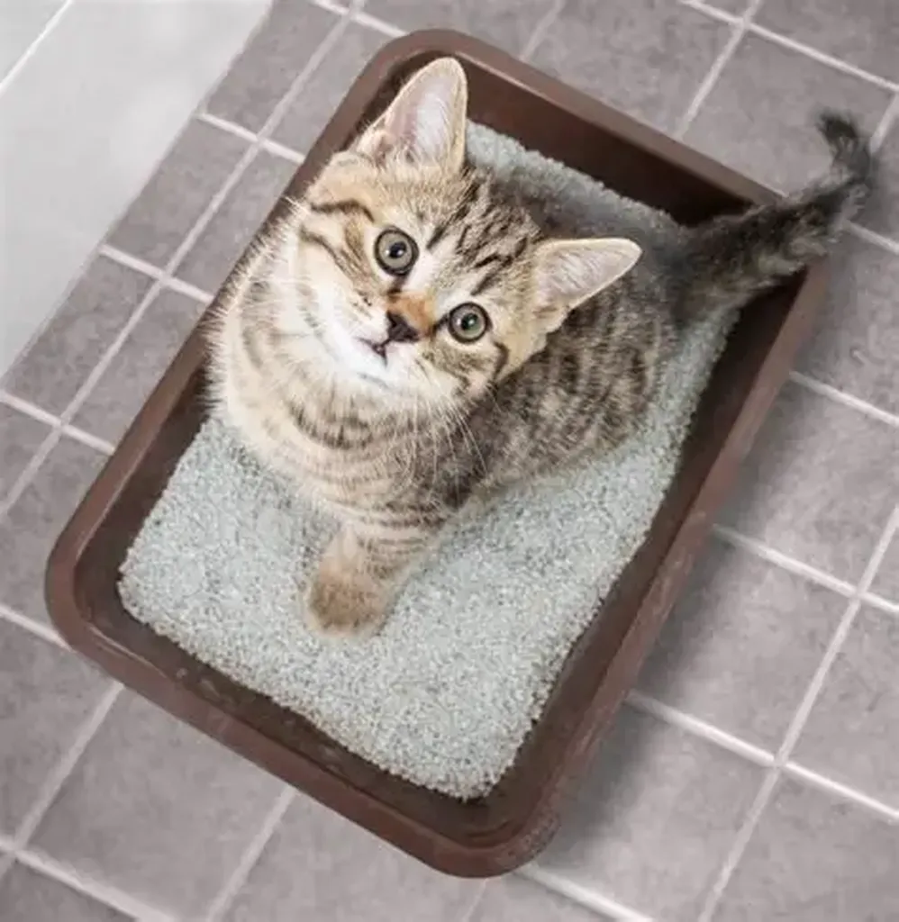 chat dans la litière 