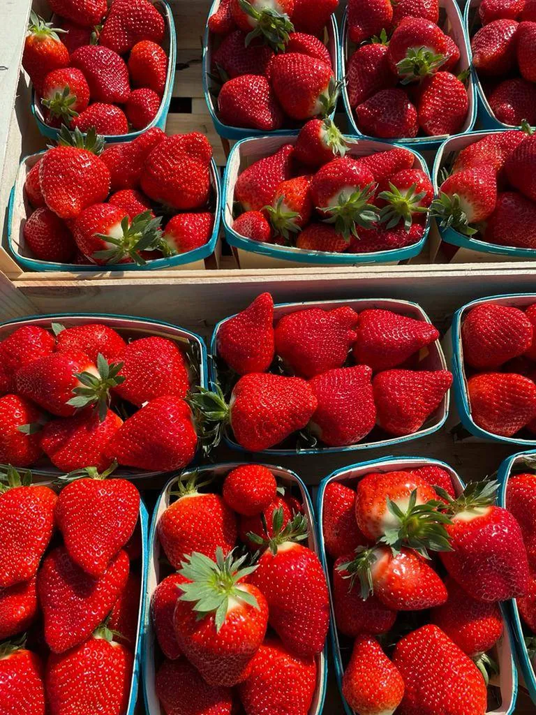 Fraise de Provence Pleine Terre en Click and Collect ou Livraison en RDV de Quartiers à Marseille