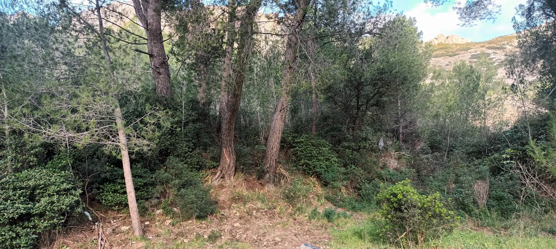 paysagiste agrée pour débroussaillage obligatoire  marseille 13009