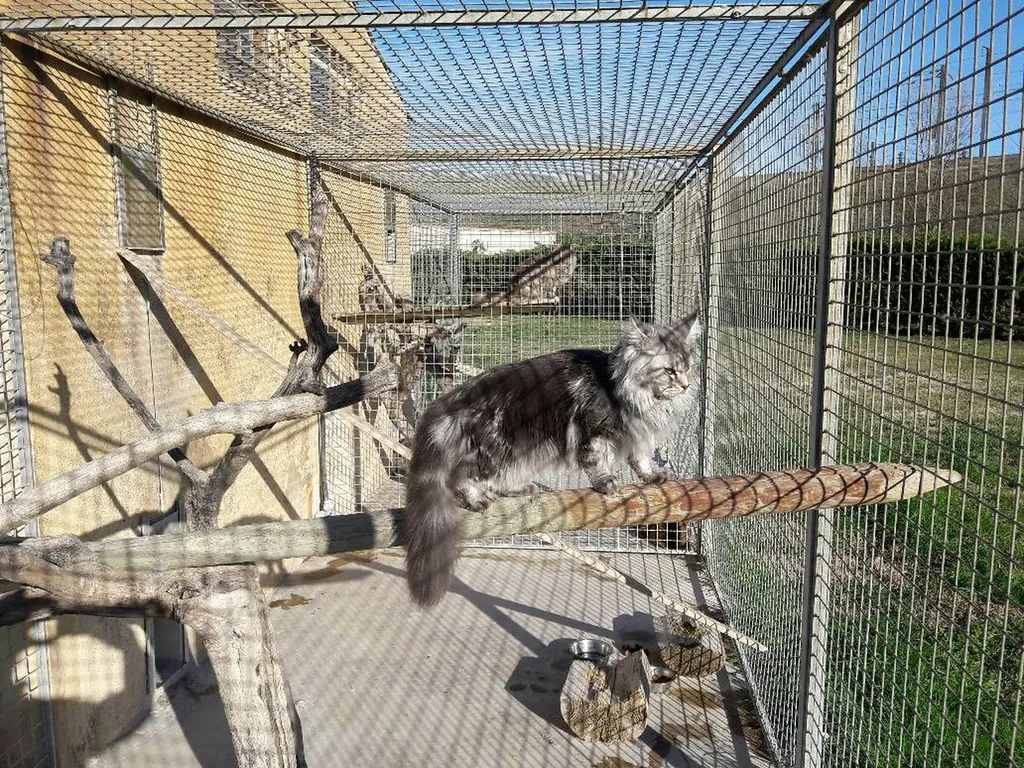 Chatterie pour de la PENSION FELINE chez CANY EXPRESS, situé à Avignon, vers Nîmes.