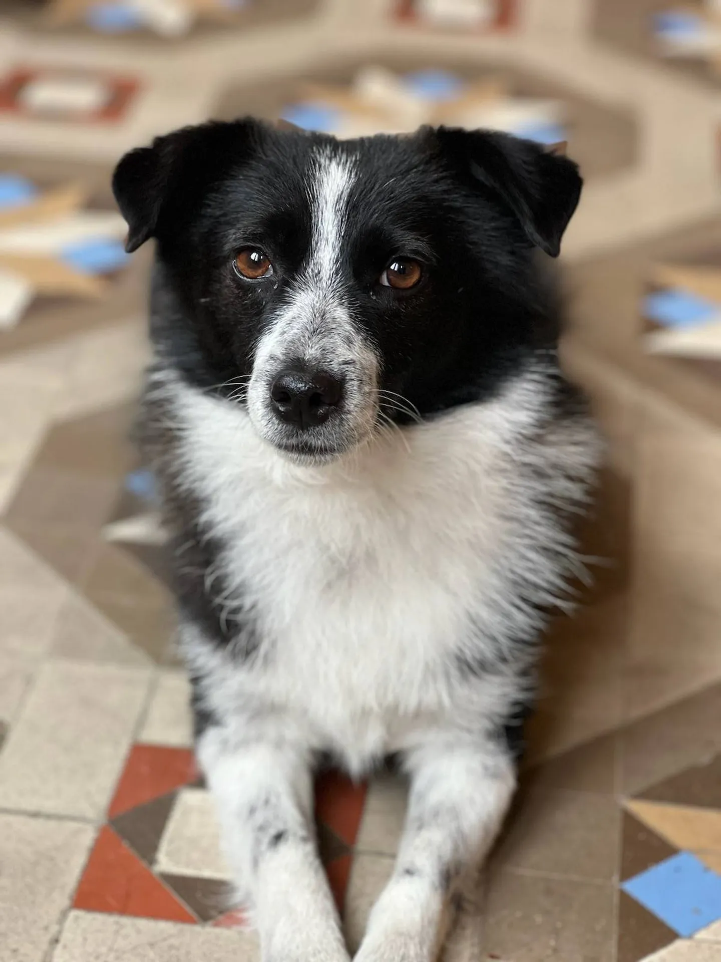 petit berger chien de roumanie sur le bassin 