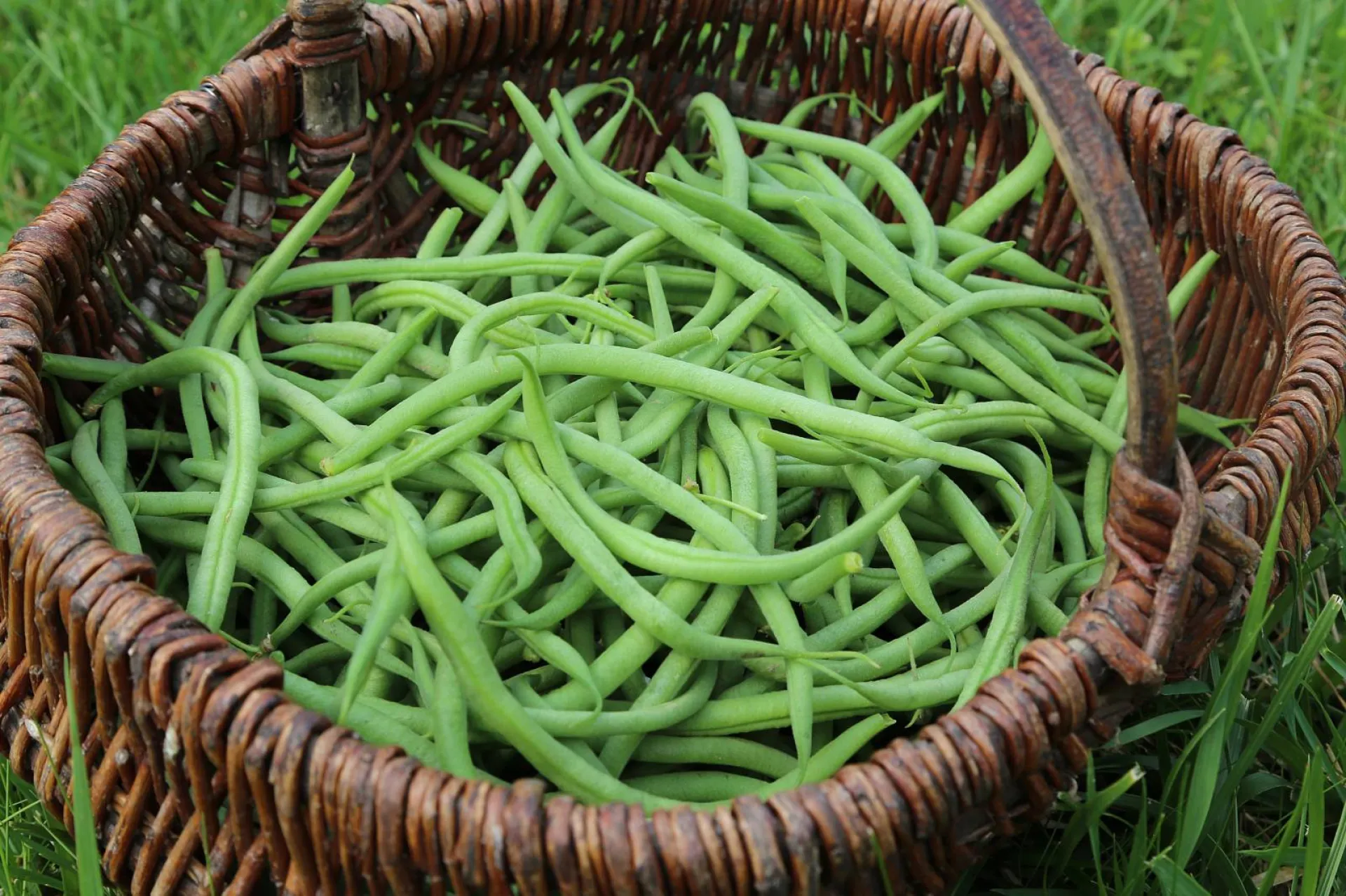 Haricots vert de son potager avec les plants de la production de Ma Ferme