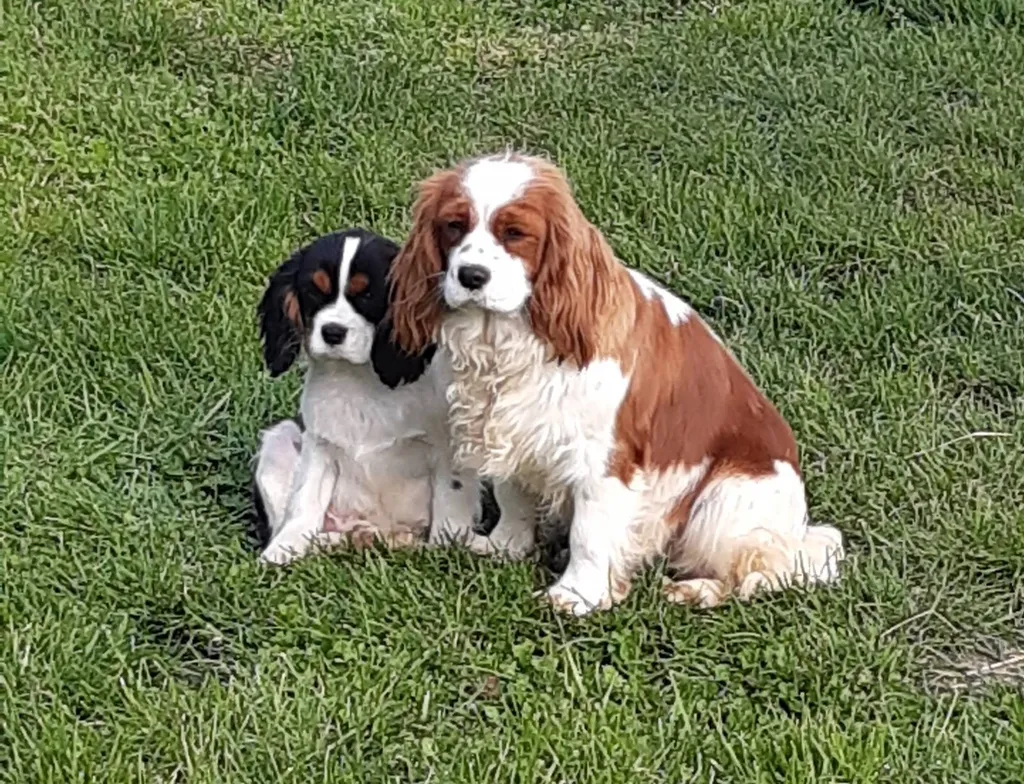 Achat de Chiots Cavalier King Charles L.O.F à Avignon