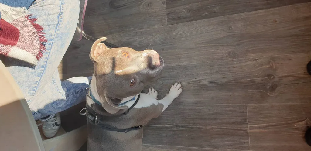 chien de categorie 1