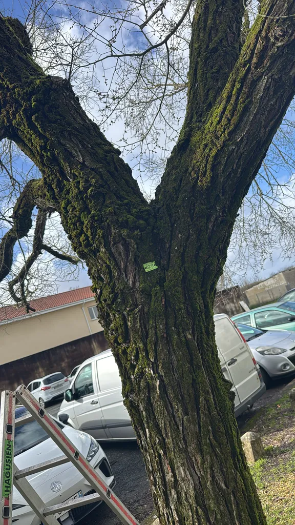 Brochage d'un arbre à Bordeaux par Alexis Anat