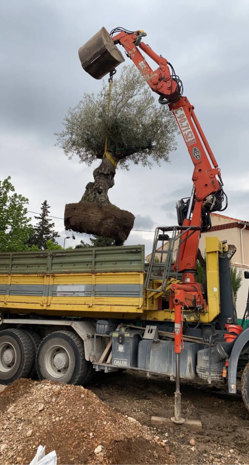 Paysagistes pour plantation de gros oliviers Berre l Etang