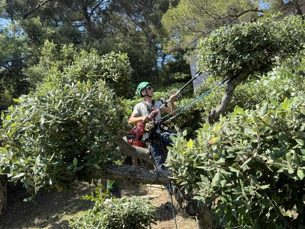 Taille en topiaire – entretien des chênes verts à Hyères
