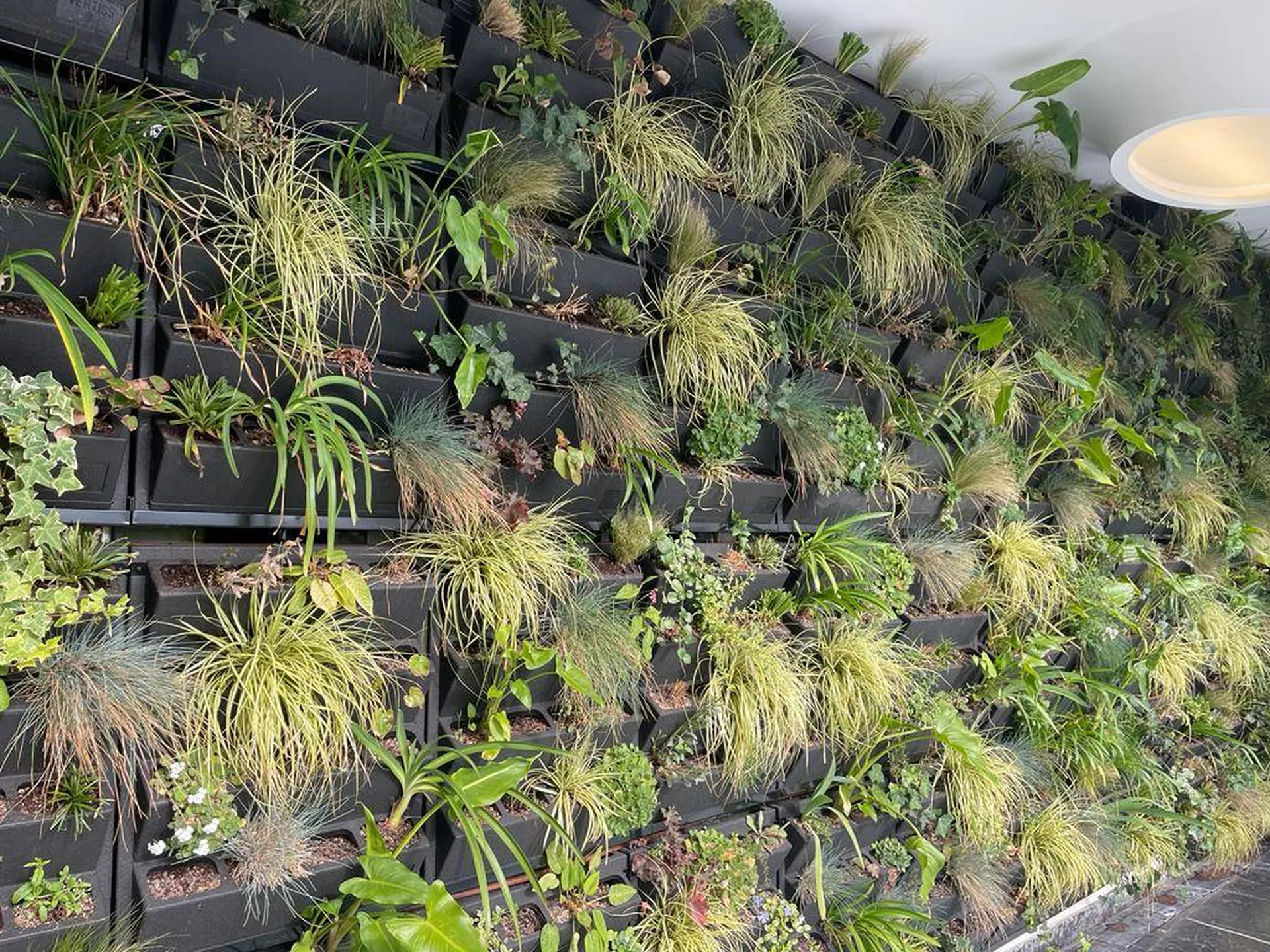 Mur végétalisé naturel le simona à Monaco