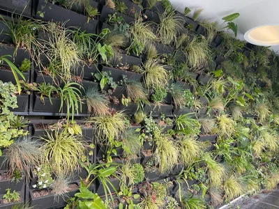 Mur végétalisé naturel le simona à Monaco