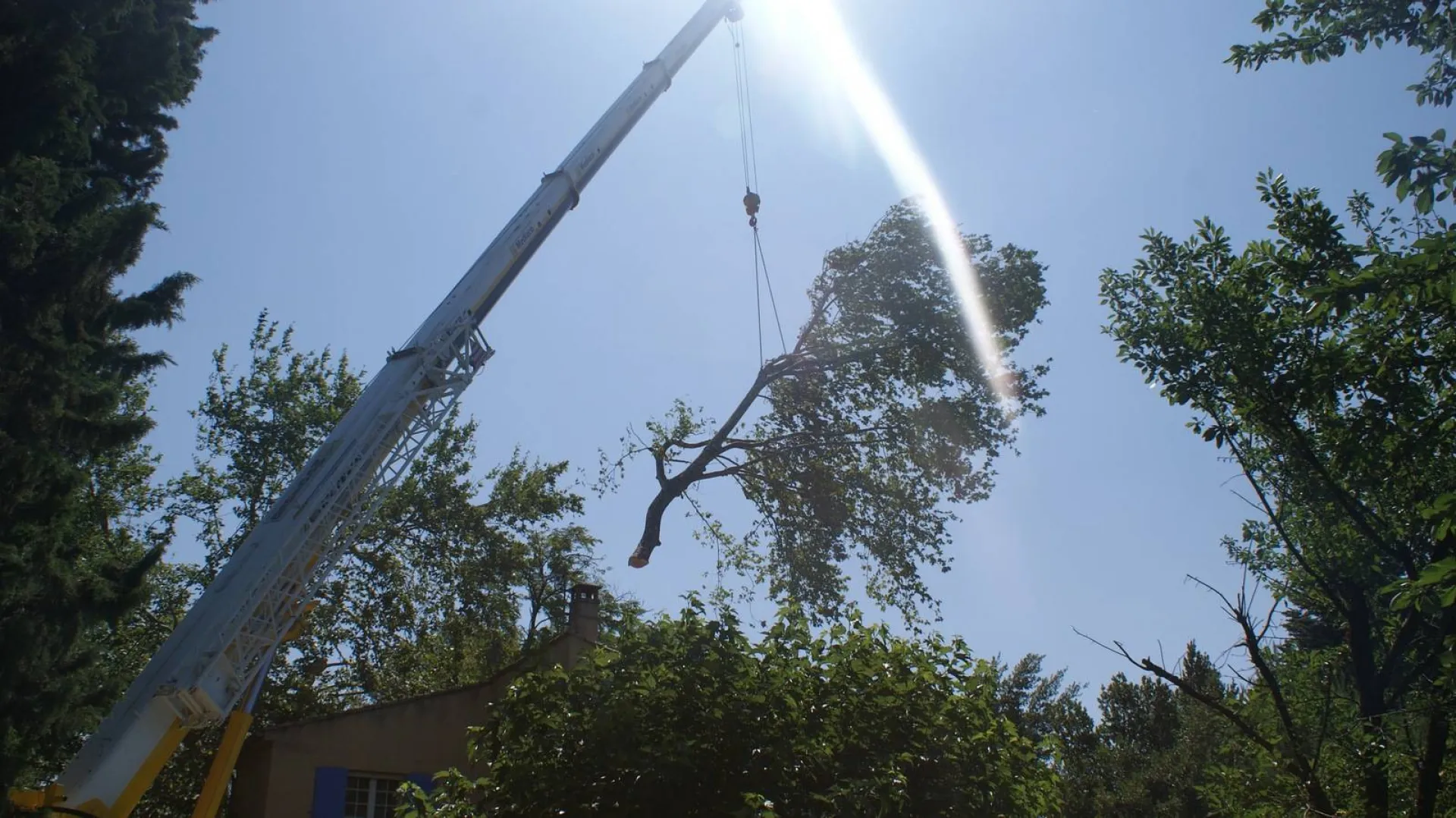 Faire abattre un arbre dangereux dans le Sud de la France