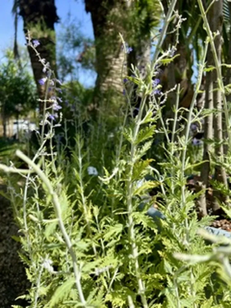 5 PLANTES PARFAITES POUR SUPPORTER LA CHALEUR SUR LE BASSIN D'ARCACHON