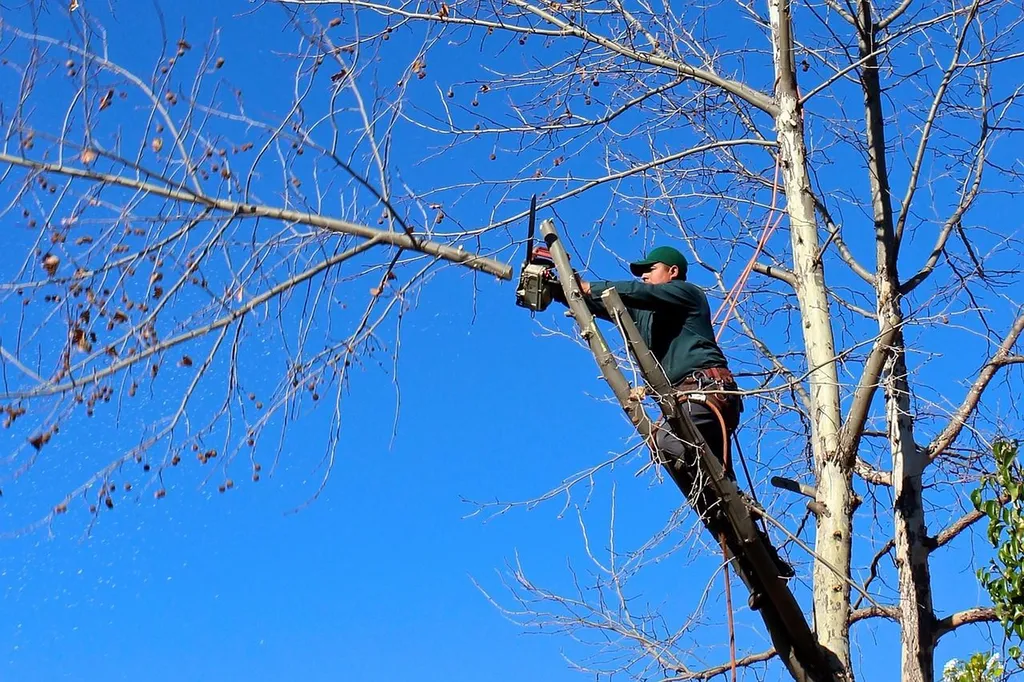 Entretien et nettoyage d'un jardin paysager avec travaux d'élagage, abattage d'arbres, évacuation des déchets et broyage pour paillage au Bouscat