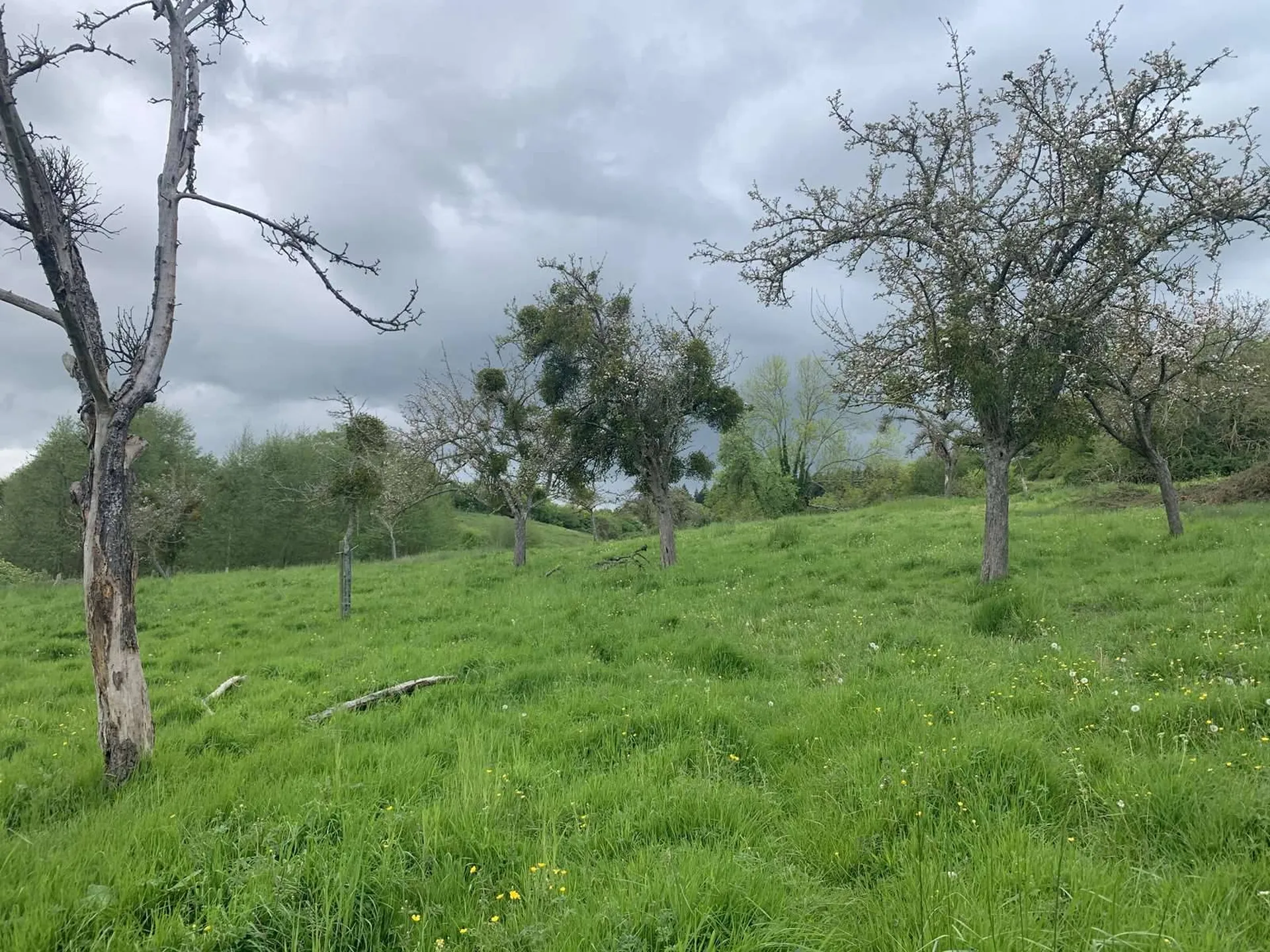 A ACQUERIR, parcelles en nature d'herbage de 6 hectares 37 ares, à proximité des commodités de VIMOUTIERS (ORNE), PAYS D'AUGE