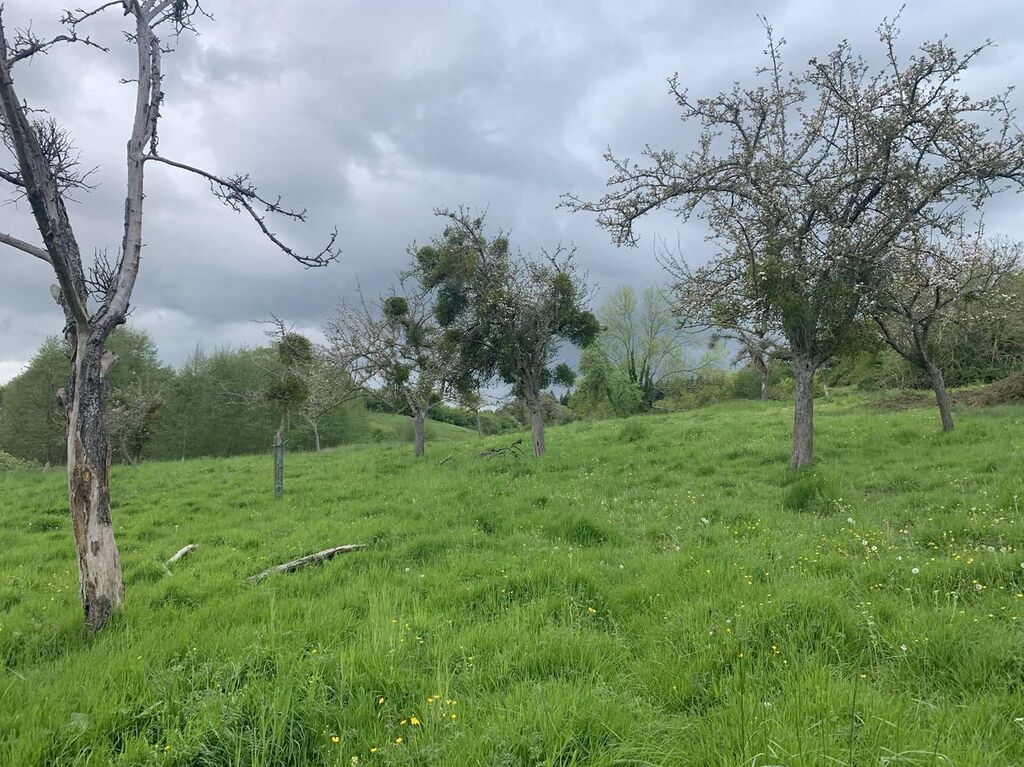 A ACQUERIR, parcelles en nature d'herbage de 6 hectares 37 ares, à proximité des commodités de VIMOUTIERS (ORNE), PAYS D'AUGE